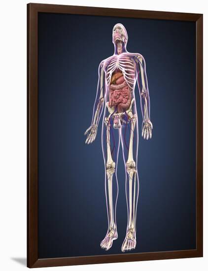 Full Length View of Male Human Body with Organs, Arteries and Veins-Stocktrek Images-Framed Art Print