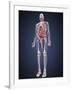 Full Length View of Male Human Body with Organs, Arteries and Veins-Stocktrek Images-Framed Art Print