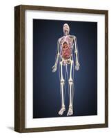 Full Length View of Male Human Body with Organs-Stocktrek Images-Framed Art Print