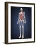 Full Length View of Male Human Body with Organs-Stocktrek Images-Framed Art Print