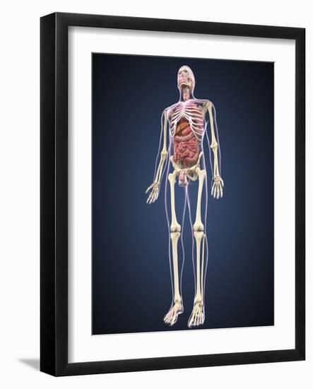 Full Length View of Male Human Body with Organs-Stocktrek Images-Framed Art Print