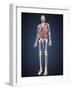 Full Length View of Male Human Body with Organs-Stocktrek Images-Framed Art Print