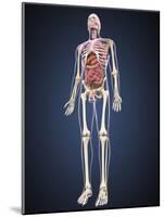 Full Length View of Male Human Body with Organs-Stocktrek Images-Mounted Art Print