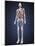 Full Length View of Male Human Body with Organs-Stocktrek Images-Mounted Art Print