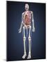 Full Length View of Male Human Body with Organs-Stocktrek Images-Mounted Art Print