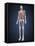 Full Length View of Male Human Body with Organs-Stocktrek Images-Framed Stretched Canvas