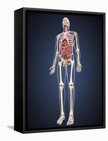 Full Length View of Male Human Body with Organs-Stocktrek Images-Framed Stretched Canvas