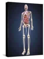 Full Length View of Male Human Body with Organs-Stocktrek Images-Stretched Canvas