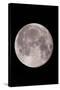 Full Moon In the Night Sky-David Nunuk-Stretched Canvas