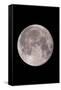 Full Moon In the Night Sky-David Nunuk-Framed Stretched Canvas