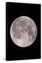 Full Moon In the Night Sky-David Nunuk-Stretched Canvas