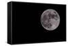 Full Moon Isolated on a Black Sky-Steve Collender-Framed Stretched Canvas