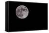 Full Moon Isolated on a Black Sky-Steve Collender-Framed Stretched Canvas