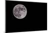 Full Moon Isolated on a Black Sky-Steve Collender-Mounted Photographic Print