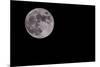 Full Moon Isolated on a Black Sky-Steve Collender-Mounted Photographic Print