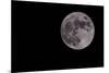 Full Moon Isolated on a Black Sky-Steve Collender-Mounted Photographic Print