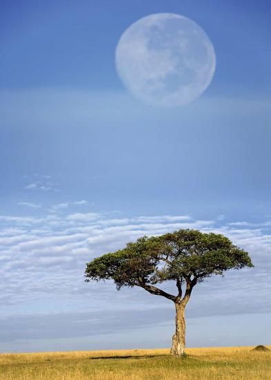 'Full Moon, Masai Mara, Kenya' Poster - Adam Jones | AllPosters.com