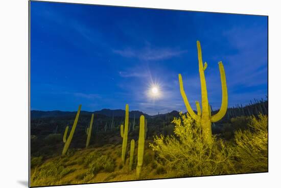 Full moon on saguaro cactus (Carnegiea gigantea), Sweetwater Preserve, Tucson, Arizona, United Stat-Michael Nolan-Mounted Photographic Print