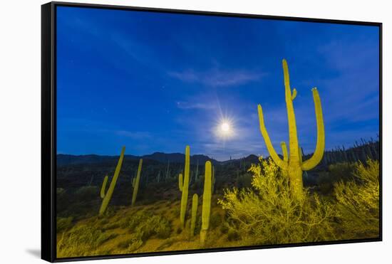Full moon on saguaro cactus (Carnegiea gigantea), Sweetwater Preserve, Tucson, Arizona, United Stat-Michael Nolan-Framed Stretched Canvas