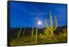 Full moon on saguaro cactus (Carnegiea gigantea), Sweetwater Preserve, Tucson, Arizona, United Stat-Michael Nolan-Framed Stretched Canvas