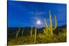 Full moon on saguaro cactus (Carnegiea gigantea), Sweetwater Preserve, Tucson, Arizona, United Stat-Michael Nolan-Stretched Canvas