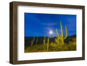 Full moon on saguaro cactus (Carnegiea gigantea), Sweetwater Preserve, Tucson, Arizona, United Stat-Michael Nolan-Framed Photographic Print