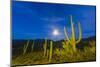 Full moon on saguaro cactus (Carnegiea gigantea), Sweetwater Preserve, Tucson, Arizona, United Stat-Michael Nolan-Mounted Photographic Print