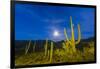 Full moon on saguaro cactus (Carnegiea gigantea), Sweetwater Preserve, Tucson, Arizona, United Stat-Michael Nolan-Framed Photographic Print