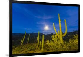 Full moon on saguaro cactus (Carnegiea gigantea), Sweetwater Preserve, Tucson, Arizona, United Stat-Michael Nolan-Framed Photographic Print