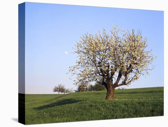 Full Moon over a Blooming Fruit Tree, Swabian Alb, Baden Wurttemberg, Germany, Europe-Markus Lange-Stretched Canvas