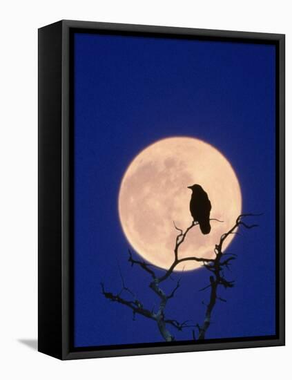Full Moon over Raven in Tree-Aaron Horowitz-Framed Stretched Canvas