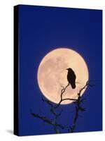 Full Moon over Raven in Tree-Aaron Horowitz-Stretched Canvas