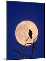 Full Moon over Raven in Tree-Aaron Horowitz-Mounted Photographic Print