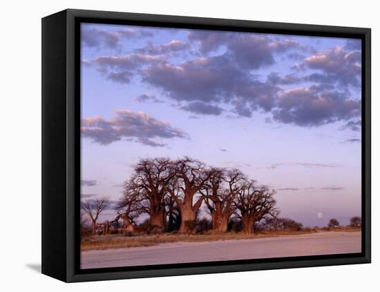 Full Moon Rises over Spectacular Grove of Ancient Baobab Trees, Nxai Pan National Park, Botswana-Nigel Pavitt-Framed Stretched Canvas