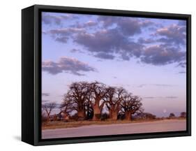 Full Moon Rises over Spectacular Grove of Ancient Baobab Trees, Nxai Pan National Park, Botswana-Nigel Pavitt-Framed Stretched Canvas