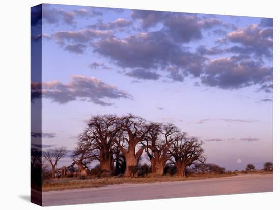 Full Moon Rises over Spectacular Grove of Ancient Baobab Trees, Nxai Pan National Park, Botswana-Nigel Pavitt-Stretched Canvas