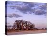 Full Moon Rises over Spectacular Grove of Ancient Baobab Trees, Nxai Pan National Park, Botswana-Nigel Pavitt-Stretched Canvas