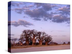 Full Moon Rises over Spectacular Grove of Ancient Baobab Trees, Nxai Pan National Park, Botswana-Nigel Pavitt-Stretched Canvas