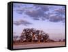 Full Moon Rises over Spectacular Grove of Ancient Baobab Trees, Nxai Pan National Park, Botswana-Nigel Pavitt-Framed Stretched Canvas