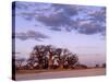 Full Moon Rises over Spectacular Grove of Ancient Baobab Trees, Nxai Pan National Park, Botswana-Nigel Pavitt-Stretched Canvas