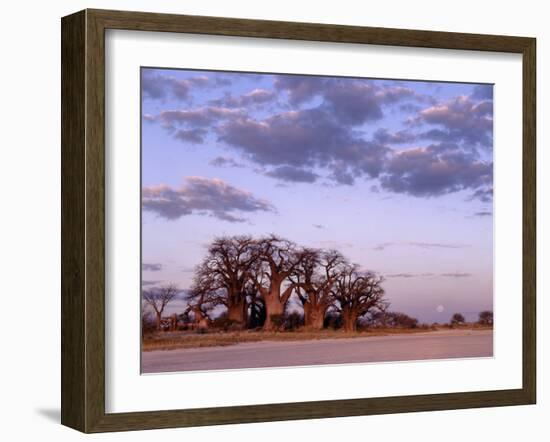 Full Moon Rises over Spectacular Grove of Ancient Baobab Trees, Nxai Pan National Park, Botswana-Nigel Pavitt-Framed Photographic Print