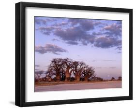 Full Moon Rises over Spectacular Grove of Ancient Baobab Trees, Nxai Pan National Park, Botswana-Nigel Pavitt-Framed Photographic Print