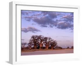 Full Moon Rises over Spectacular Grove of Ancient Baobab Trees, Nxai Pan National Park, Botswana-Nigel Pavitt-Framed Photographic Print