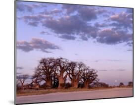 Full Moon Rises over Spectacular Grove of Ancient Baobab Trees, Nxai Pan National Park, Botswana-Nigel Pavitt-Mounted Photographic Print