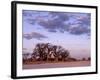 Full Moon Rises over Spectacular Grove of Ancient Baobab Trees, Nxai Pan National Park, Botswana-Nigel Pavitt-Framed Photographic Print