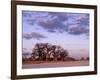 Full Moon Rises over Spectacular Grove of Ancient Baobab Trees, Nxai Pan National Park, Botswana-Nigel Pavitt-Framed Photographic Print