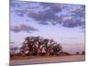 Full Moon Rises over Spectacular Grove of Ancient Baobab Trees, Nxai Pan National Park, Botswana-Nigel Pavitt-Mounted Photographic Print