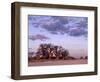 Full Moon Rises over Spectacular Grove of Ancient Baobab Trees, Nxai Pan National Park, Botswana-Nigel Pavitt-Framed Photographic Print