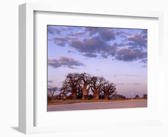 Full Moon Rises over Spectacular Grove of Ancient Baobab Trees, Nxai Pan National Park, Botswana-Nigel Pavitt-Framed Photographic Print