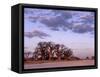 Full Moon Rises over Spectacular Grove of Ancient Baobab Trees, Nxai Pan National Park, Botswana-Nigel Pavitt-Framed Stretched Canvas